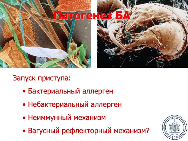 Запуск приступа:  Бактериальный аллерген  Небактериальный аллерген  Неиммунный механизм  Вагусный рефлекторный